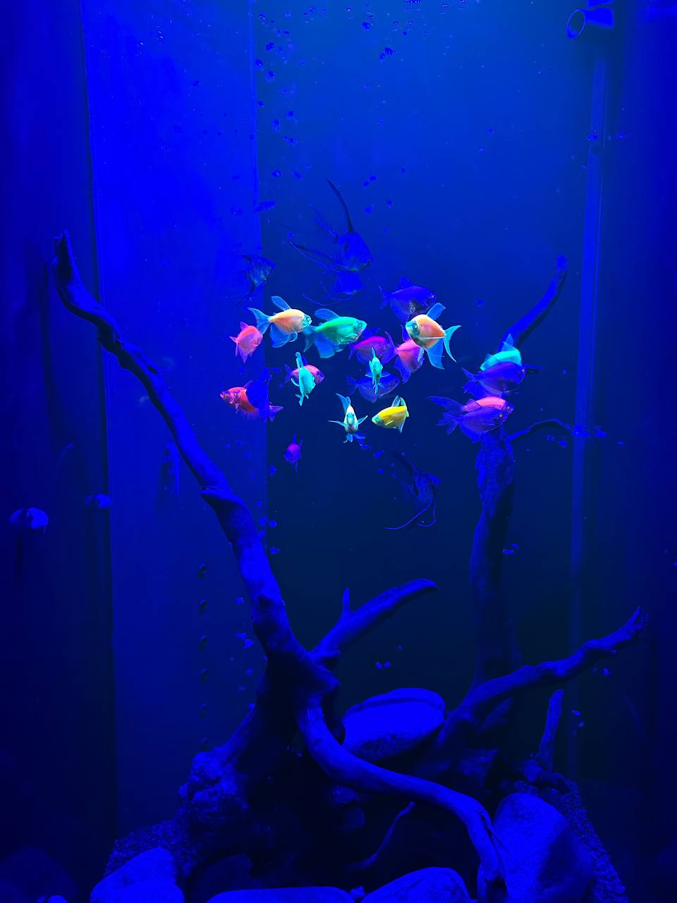 Элегантный встроенный аквариум-картина с флуоресцентными GloFish 70л
